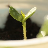 Проращивание семян конопли