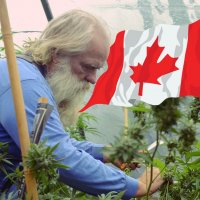 Канада: Каннабис увеличил сельхоздоходность