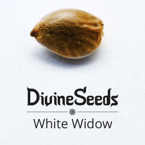 Купить стакан травы White Widow