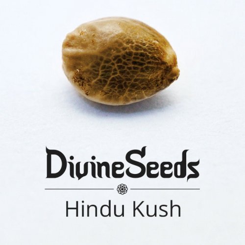 Купить стакан травы Hindu Kush